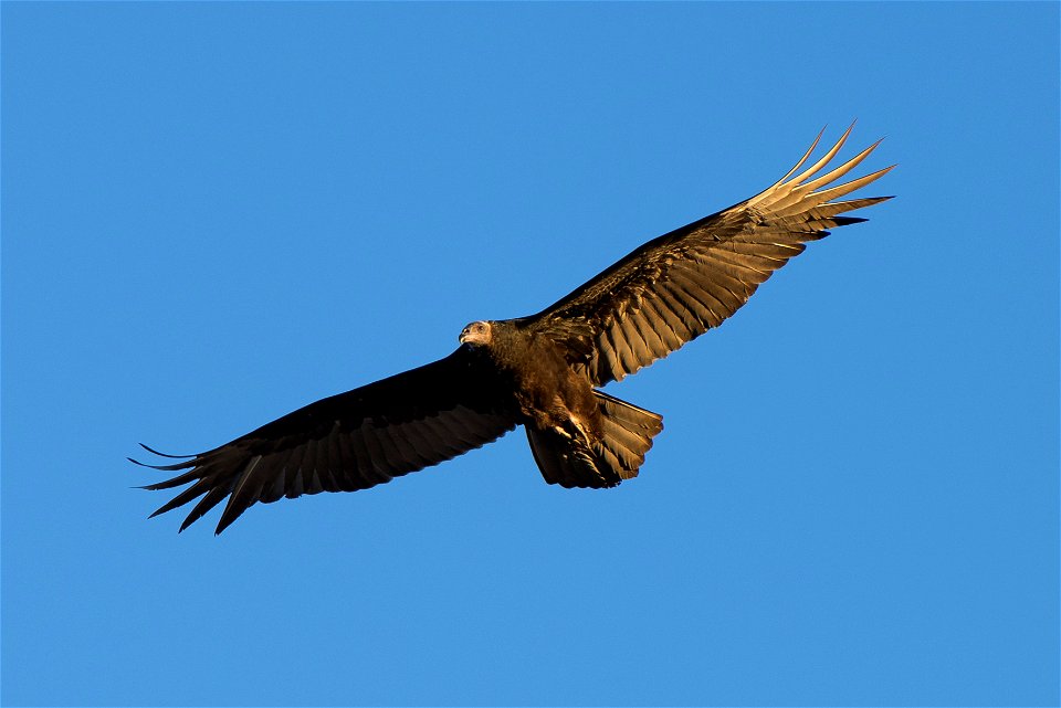 Turkey vulture (Cathartes aura), Joshua Tree National Park. NPS/Brad Sutton