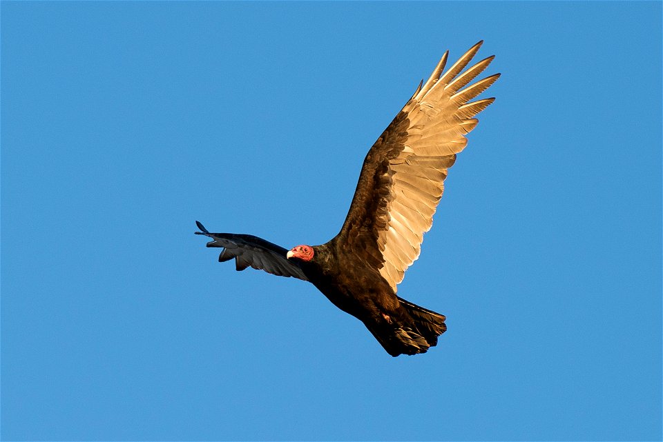 Turkey vulture (Cathartes aura), Joshua Tree National Park. NPS/Brad Sutton