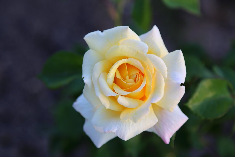 Plant petals blooming