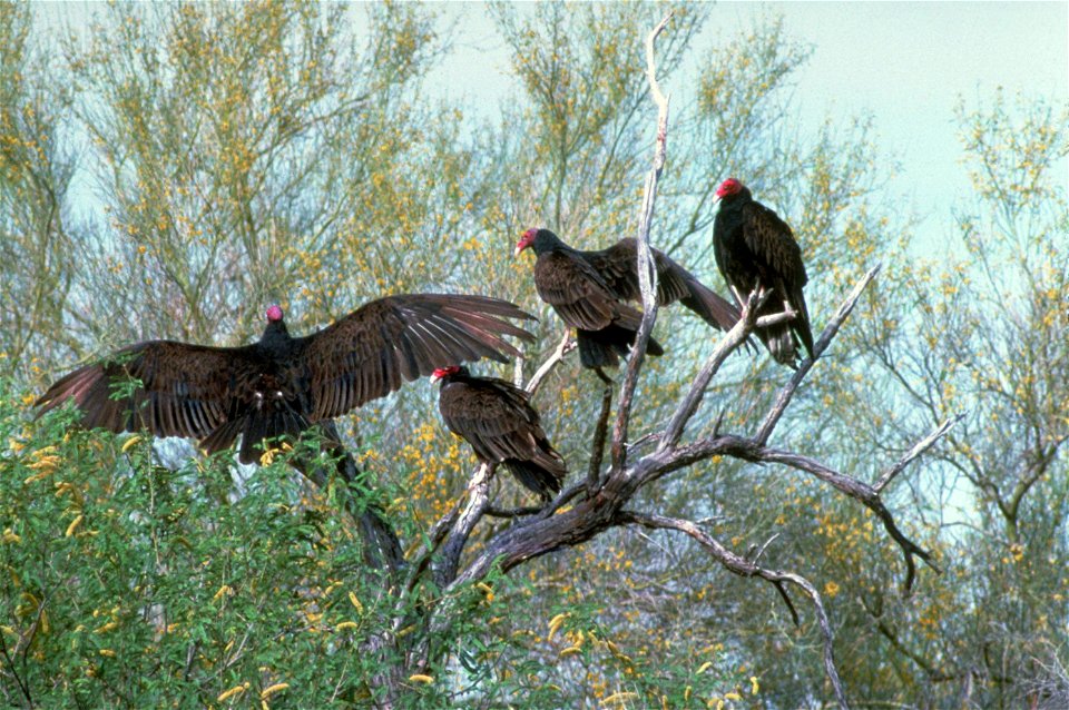 Fauna and Other Views at Organ Pipe National Monument, Arizona