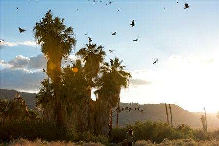 Turkey vultures (Cathartes aura) at Oasis of Mara, Joshua Tree National Park. NPS/Brad Sutton photo