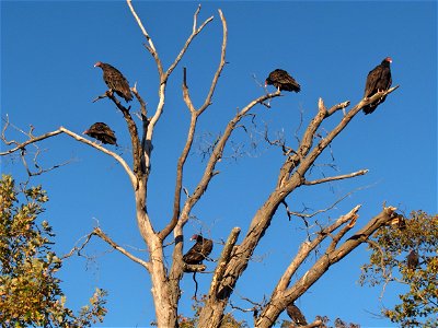 Several turkey vultures roosting in a dead tree. photo