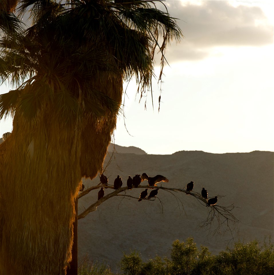 Turkey vultures (Cathartes aura) at Oasis of Mara, Joshua Tree National Park. NPS/Brad Sutton
