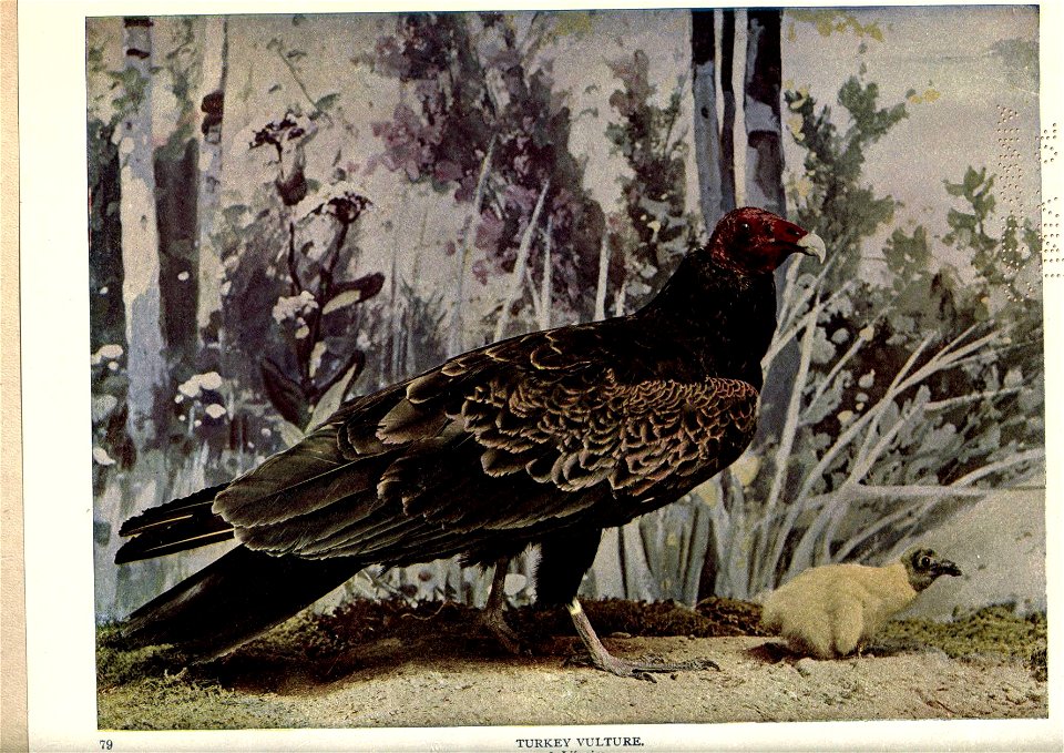 Birds of Buzzard's Roost, one for each week, and other essays, by William Watson Woollen; with fifty-two colored plates, twenty-one half-tone photogravures, and twelve text figures.