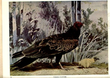 Birds of Buzzard's Roost, one for each week, and other essays, by William Watson Woollen; with fifty-two colored plates, twenty-one half-tone photogravures, and twelve text figures. photo