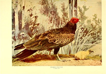 Birds that hunt and are hunted : life histories of one hundred and seventy birds of prey, game birds and water-fowls / by Neltje Blanchan [pseud.] with introduction by G. O. Shields (Coquina) and