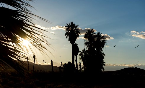 Turkey vultures (Cathartes aura) at Oasis of Mara, Joshua Tree National Park. NPS/Brad Sutton photo