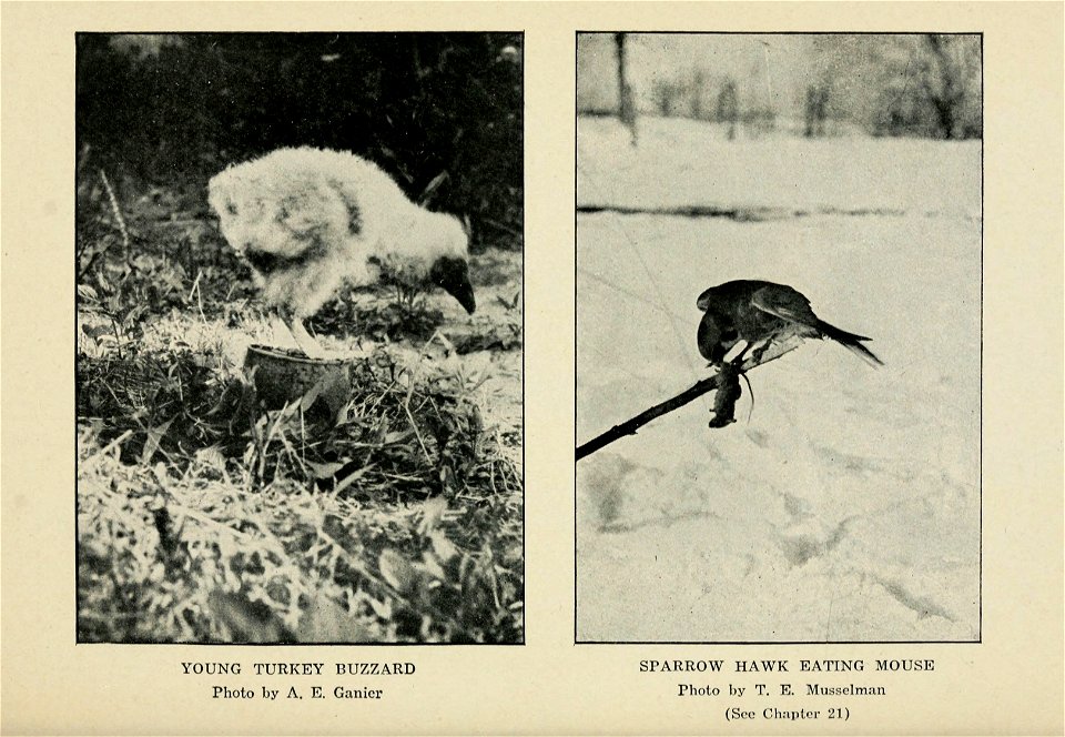 Knowing birds through stories, by Floyd Bralliar... illustrated with twelve plates in colors by E.R. Kalmbach...and other illustrations in black and white.