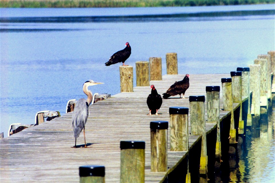 A Great Blue Heron and Turkey Vultures sharing a Patuxent River pier. Maryland, Patuxent River.