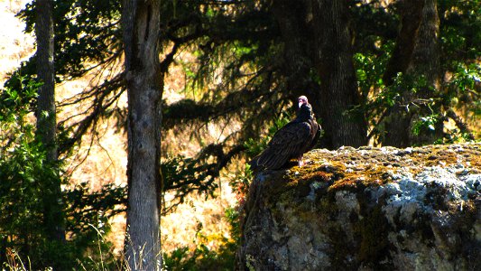 The Rogue River is a spectacular wildlife viewing area. Opportunities abound to see bald eagles, golden eagles, ospreys, great blue herons, Canada geese, and a variety of ducks. You may see the speedy