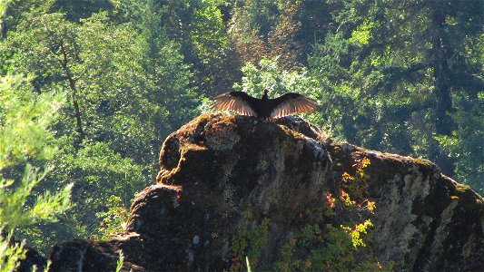 The Rogue River is a spectacular wildlife viewing area. Opportunities abound to see bald eagles, golden eagles, ospreys, great blue herons, Canada geese, and a variety of ducks. You may see the speedy