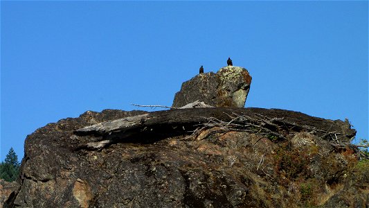 The Rogue River is a spectacular wildlife viewing area. Opportunities abound to see bald eagles, golden eagles, ospreys, great blue herons, Canada geese, and a variety of ducks. You may see the speedy
