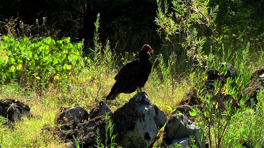 The Rogue River is a spectacular wildlife viewing area. Opportunities abound to see bald eagles, golden eagles, ospreys, great blue herons, Canada geese, and a variety of ducks. You may see the speedy