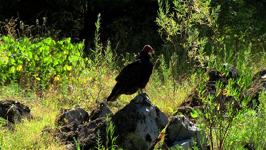 The Rogue River is a spectacular wildlife viewing area. Opportunities abound to see bald eagles, golden eagles, ospreys, great blue herons, Canada geese, and a variety of ducks. You may see the speedy photo