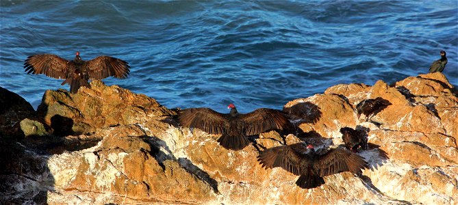 Turkey Vultures You are free to use this image with the following photo credit: Peter Pearsall/U.S. Fish and Wildlife Service photo