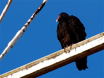 A Turkey Vulture (Cathartes aura) perched in the bars below an abandoned water tower.Photo taken with an Olympus E-P1 in Cleveland County, NC, USA.Cropping and post-processing performed with The GIMP.