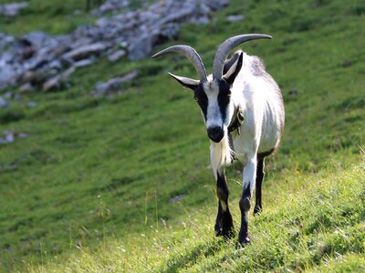 Animal grass mountain goat photo