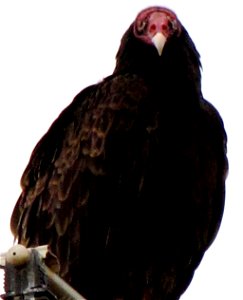 Turkey Vulture in Kansas photo