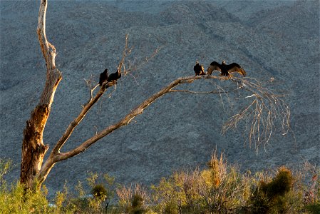 Turkey vultures (Cathartes aura) at Oasis of Mara, Joshua Tree National Park. NPS/Brad Sutton photo