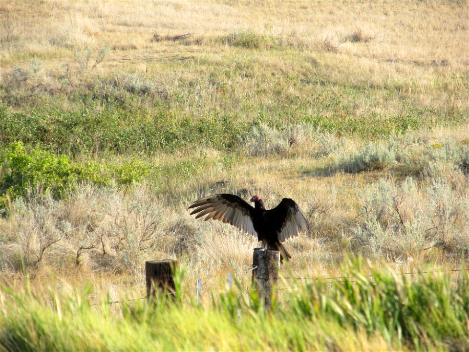 wildlife; turkey vulture