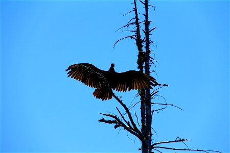 The United States Congress designated the Wild Rogue Wilderness in 1978 and it now has a total of 35,806 acres. All of this wilderness is located in Oregon and is managed by the Bureau of Land Managem photo