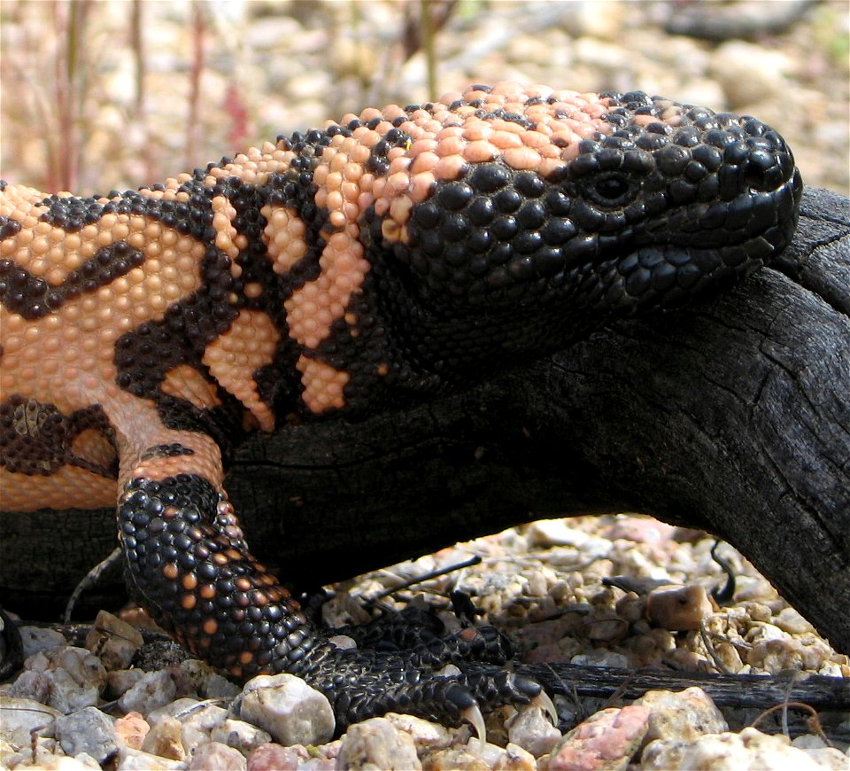 Head of a Gila Monster Heloderma suspectum.