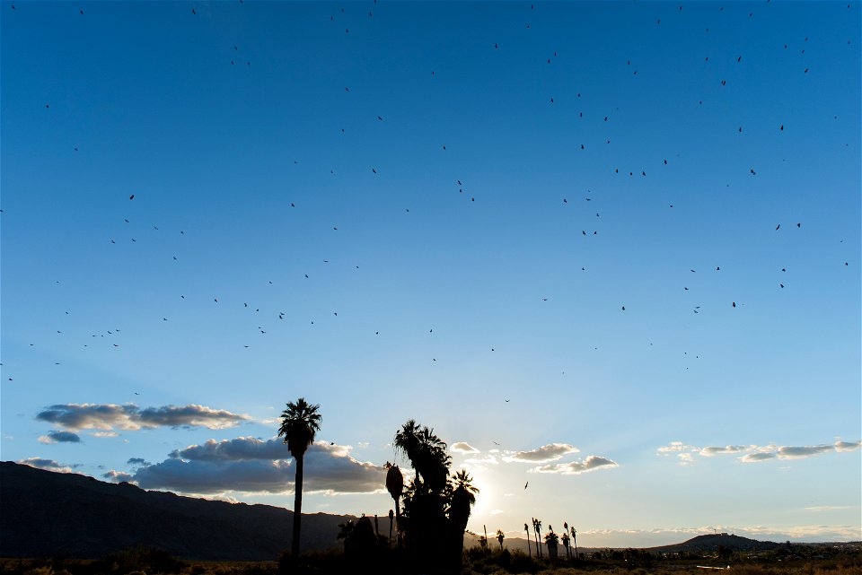 Turkey vultures (Cathartes aura) at Oasis of Mara, Joshua Tree National Park. NPS/Brad Sutton