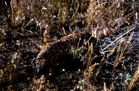 Title:Gila Monster, Buenos Aires National Wildlife Refuge, Arizona
Source: WO8201-001