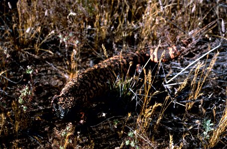 Image title: Gila monster reptile Image from Public domain images website, http://www.public-domain-image.com/full-image/fauna-animals-public-domain-images-pictures/reptiles-and-amphibians-public-doma photo