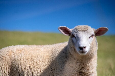 Lamb nature wool photo