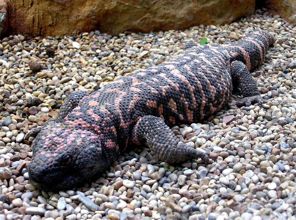 Gila (pronounced "Heela") monster Heloderma s. suspectum at Bristol Zoo, Bristol, England.

Photographed by Adrian Pingstone in May 2005 and released to the public domain.