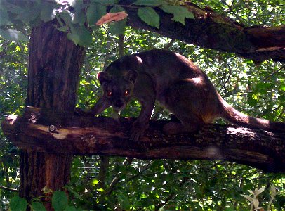 Fossa on a branch.
