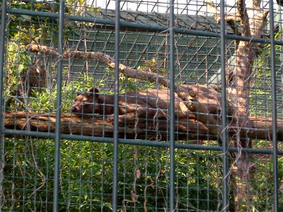 Dösende Fossa. Berliner Zoo. photo