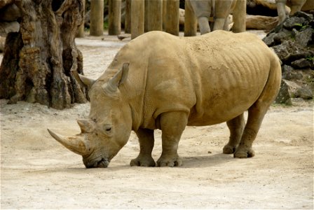Image title: African rhinoceros
Image from Public domain images website, http://www.public-domain-image.com/full-image/fauna-animals-public-domain-images-pictures/rhinoceros-public-domain-images-pictu