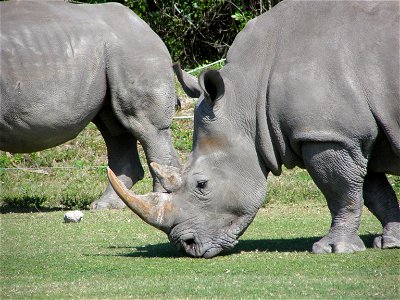 Image title: Close up rhino animals grazing Image from Public domain images website, http://www.public-domain-image.com/full-image/fauna-animals-public-domain-images-pictures/rhinoceros-public-domain- photo