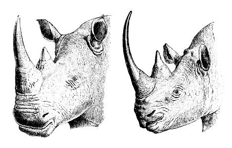 Heads of White Rhinoceros (Ceratotherium simum), left, and Black Rhinoceros (Diceros bicornis) photo