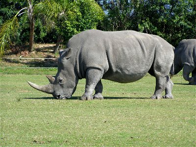Image title: Rhino grazing Image from Public domain images website, http://www.public-domain-image.com/full-image/fauna-animals-public-domain-images-pictures/rhinoceros-public-domain-images-pictures/r photo