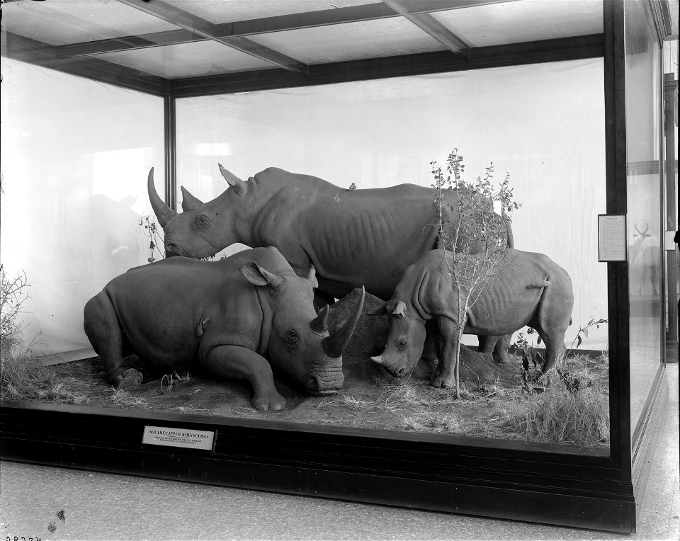 The Hall of Mammals in the United States National Museum (USNM), now the National Museum of Natural History (NMNH), sometime after 1913 and prior to its renovation in the late 1950s. The exhibit case 