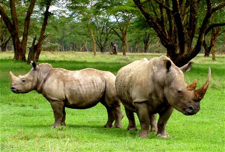 Two white rhinos in Nakuru Africa photo