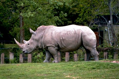 Image title: White rhinoceros or square lipped rhinoceros african mammal ceratotherium simum Image from Public domain images website, http://www.public-domain-image.com/full-image/fauna-animals-public photo