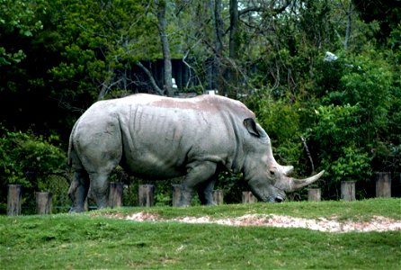 Image title: White rhinoceros (Ceratotherium simum) Image from Public domain images website, http://www.public-domain-image.com/full-image/fauna-animals-public-domain-images-pictures/rhinoceros-public photo