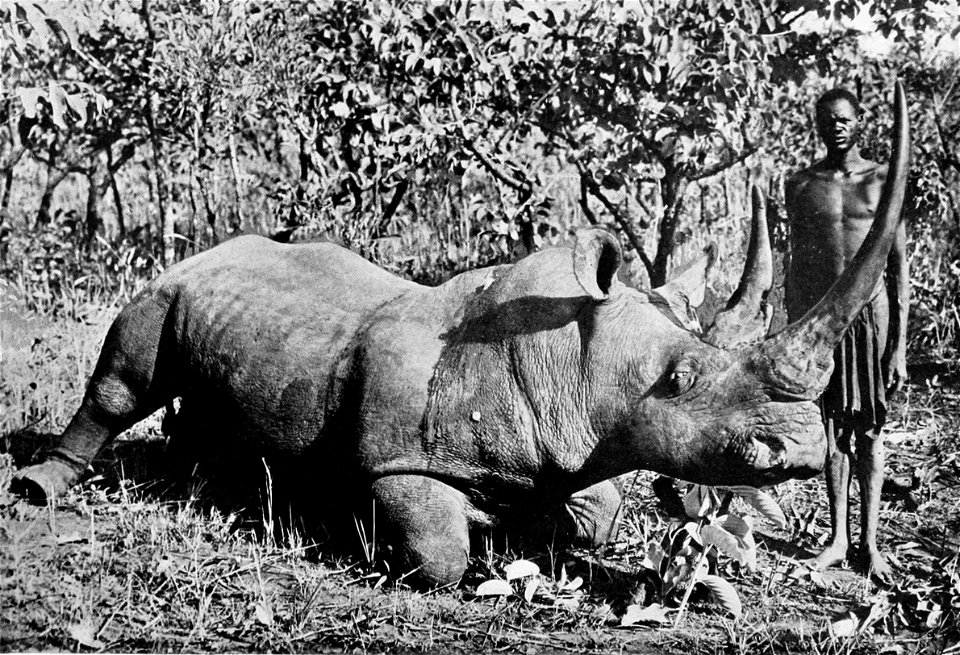 Record bull white rhinoceros (Ceratotherium simum cottoni) from the Uele District, Belgian Congo.
The forty-two inch front horn, and the unusually long rear one, together weigh nearly forty pounds.