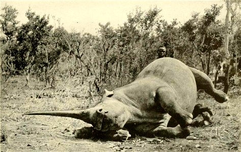 White rhinoceros cow. The front horn measured 36.25 in. and the rear one 22.5 in.