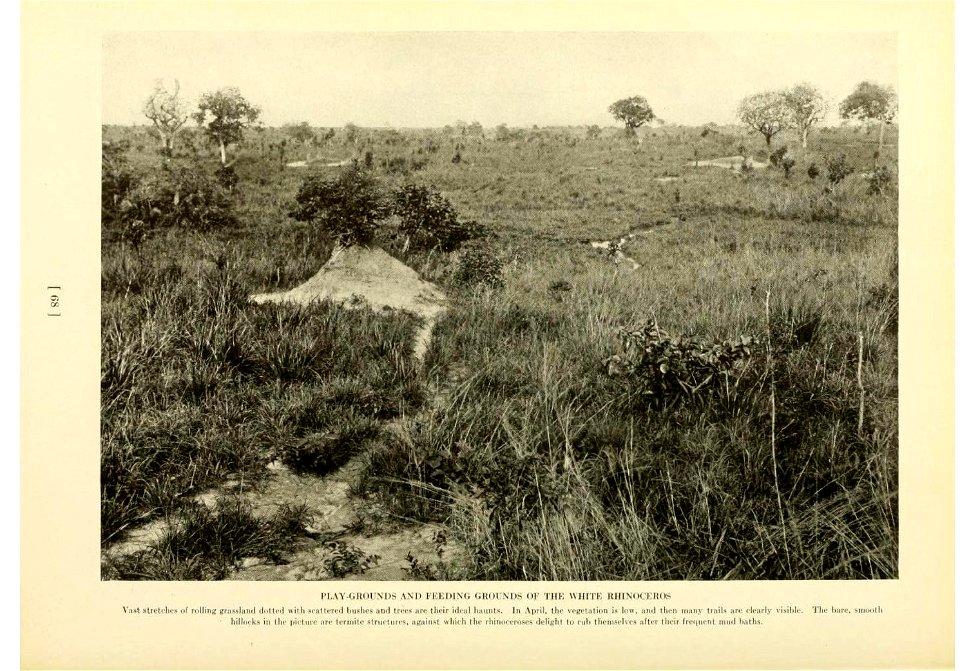 Playgrounds and feeding grounds of the northern white rhinoceros (Ceratotherium simum cottoni)
Vast stretches of grassland dotted with scattered bushes and trees are their ideal haunts. In April, the 