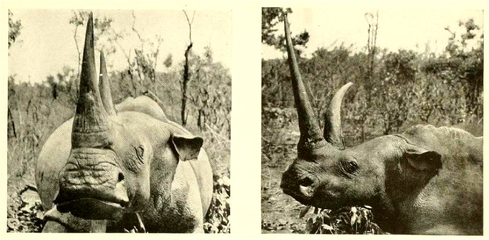 White or Square-lipped Rhinoceros.
The broad, square mouth, and especially the horny edge of the lower lip, facilitate the cropping of grass, its only food. In the picture at the left, this ridge, usu