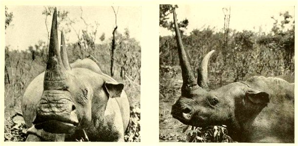 White or Square-lipped Rhinoceros.
The broad, square mouth, and especially the horny edge of the lower lip, facilitate the cropping of grass, its only food. In the picture at the left, this ridge, usu