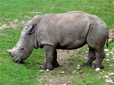 Youg southern white rhinoceros (Ceratotherium simum simum). ZooParc de Beauval,Loir-et-Cher,France. photo
