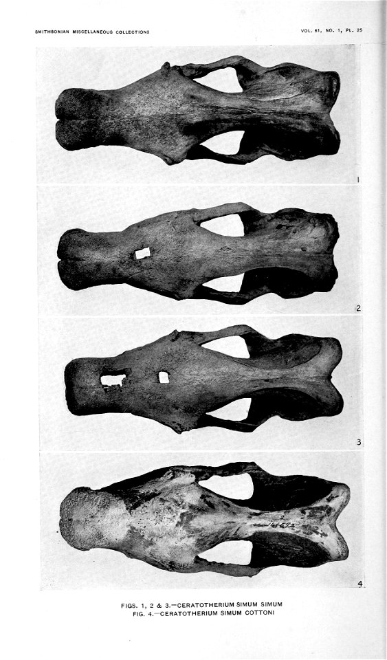 PLATE 25 
Illustrating similarity in dorsal aspect of skulls of simum and cottoni. 
The figures of skulls of simus are not reliable in relative comparison of parts not in the same plane as they were t