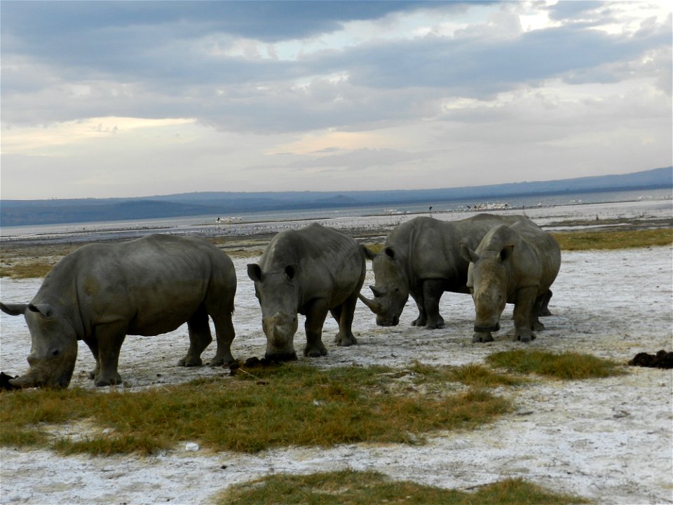 A family of White Rhinos.