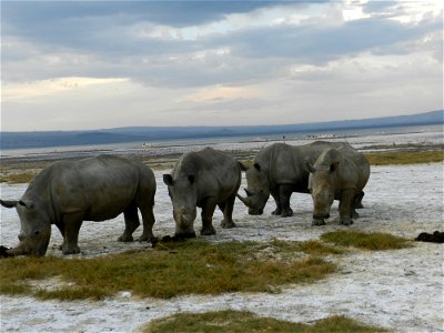 A family of White Rhinos. photo